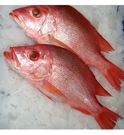 RED SNAPPER